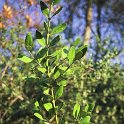 Buxus balearica